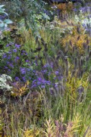 Parterre à floraison tardive avec Aster sedifolius 'Nana', Pennisetum alopecuroides 'Cassian', Cenolophium denudatum et Aralia cordata. RHS Chelsea Flower Show 2021, jardin M et G