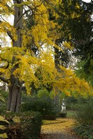 Feuillage d'automne jaune sur un arbre Gingko biloba dans le jardin italien à Chiswick House and Garden.