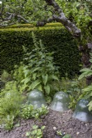 Cloches de verre victoriennes à l'ancienne dans cottage garden