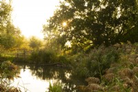 Miscanthus silberturm - Chinese Silver Grass autour d'un étang au lever du soleil dans le Millennium Garden du parc naturel de Pensthorpe.