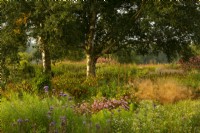 Betula - Bouleaux entourés de plantations de prairies dans le champ Oudolf dans le Millennium Garden du parc naturel de Pensthorpe.