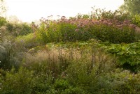 Eupatorium purpureum 'Maculatum' - Joe Pye Mauvaises herbes, Darmera peltata et Verbena bonariensis et graminées ornementales dans le champ Oudolf dans le Millennium Garden du parc naturel de Pensthorpe.