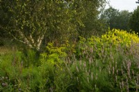 Persicaria amplexicaulis 'Rosea', Echinops sphaerocephalus et Helianthus autour de Betula - Bouleau dans le champ Oudolf dans le Millennium Garden du parc naturel de Pensthorpe.