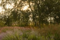 Lever du soleil à travers le feuillage de Betula, Persicaria amplexicaulis 'Rosea' et Perovskia atriplicifolia 'Blue Star' dans le Millennium Garden du parc naturel de Pensthorpe.