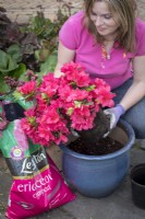 Planter une azalée en pot avec du terreau éricacée