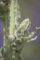 Chenilles de la teigne de la molène - Cucullia verbasci - endommageant le feuillage de Verbascum olympicum