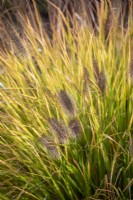 Pennisetum alopecuroides 'Tête Rouge' Herbe de fontaine chinoise