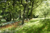 Tulipa sprengeri naturalisé parmi les myosotis en dessous d'une avenue de chênes rouges, Quercus rubra, à l'ancien presbytère, Netherbury, Dorset en mai