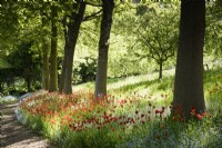 Tulipa sprengeri naturalisé parmi les myosotis en dessous d'une avenue de chênes rouges, Quercus rubra, à l'ancien presbytère, Netherbury, Dorset en mai