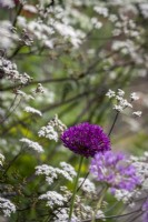 Allium 'Purple Sensation' dans un jardin de curé, sp d'Anthriscus derrière