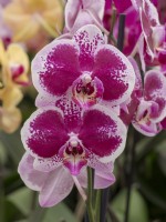 Orchidée Phalaenopsis en fleur