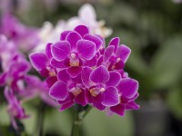 Orchidée Phalaenopsis en fleur