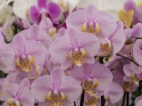 Orchidée Phalaenopsis en fleur