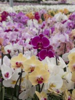 Récolte d'orchidées Phalaenopsis dans une serre commerciale, prête à la vente