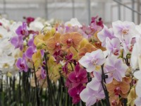 Récolte d'orchidées Phalaenopsis dans une serre commerciale, prête à la vente