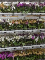 Plateaux d'orchidées Phalaenopsis prêts à être expédiés