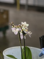 Couper les tiges d'orchidées Phalaenopsis aux bâtons