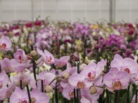 Grande collection d'orchidées Phalaenopsis en fleur