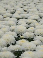 Plantes en pot de chrysanthème à fleurs.