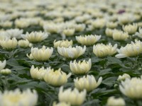 Plantes en pot de chrysanthème à fleurs.