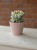 Echeveria 'Compton Carrousel,