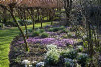 Chemin d'herbe mène entre Salix alba 'Britzensis', divers perce-neige et Cyclamen coum dans les parterres de printemps