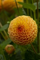 'Blyton Softer Gleam' une boule jaune orange de Dahlia
