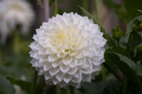 'White Charley Two' un grand Dahlia décoratif blanc