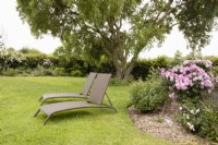 Deux chaises longues sont assises sur une pelouse dans un jardin du Devon, offrant un endroit pour se reposer et profiter du jardin. Basse-cour de Westclyst. Un jardin NGS. Juillet. Été.