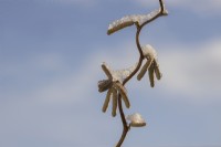 Une image en gros plan d'une branche tordue de noisetier Corylus avellana 'Contorta' avec des chatons jaunes et une légère couche de neige contre un ciel d'hiver bleu