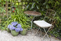 Une petite table ronde et une chaise se trouvent à côté de quelques pots plantés d'hortensias et de verdure pour ajouter de l'intérêt à un coin autrement inutilisé d'un jardin de style cottage. Cottage Combe. Jardin NGS. Juillet. Été.
