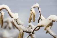 Une image en gros plan d'une branche tordue de noisetier Corylus avellana 'Contorta' avec des chatons jaunes et une légère couche de neige contre un ciel d'hiver bleu pâle