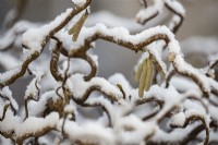 Une image en gros plan d'une branche de noisetier torsadé Corylus avellana 'Contorta' avec des chatons jaunes et une branche d'un noisetier torsadé avec des chatons jaunes et une légère couche de neige