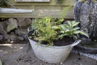 Un vieux bain d'étain est réutilisé dans un pot pour plantes afin d'ajouter de l'intérêt à un coin autrement sombre et ombragé d'un jardin. Le bain métallique a été planté de Polystichum 'Plumosodensum', Thalictrum 'Thundercloud', Hosta 'Touch of Class', Cryopteris 'Cristata' (The King) et Epimedium 'Amber Queen', tous choisis pour leur tolérance à l'ombre.