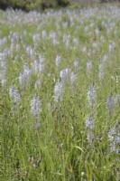 Camassia cusickii syn. quamash naturalisé avec des fleurs sauvages dans les prairies.