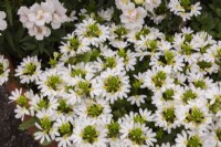 Scaevola aemula 'Surdiva White' - Fleur d'éventail des fées en été - Août