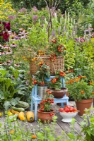 Tomates naines cultivées en pot affichées sur l'échelle.