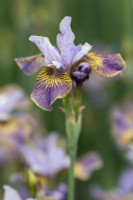 Iris siberica 'Chasseresse'