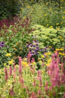Parterre coloré dont Patrinia aff. punctiflora et herbacées vivaces dont persicarias, rudbeckias et échinacées en août.