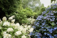 Groupe d'hortensias en août parmi les arbres