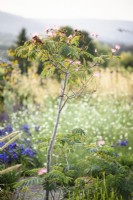 Albizia julibrissin f. rosea en août