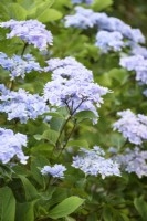 Hortensia à fleurs bleues avec des tiges noires, une plante récoltée par Crug Farm, en août