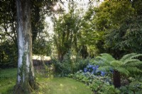 Parterre ombragé avec fougère arborescente, hortensia et brunneras à Highfield Farm en août