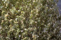 Dégâts de chenille sur fort commun - Buxus sempervirens