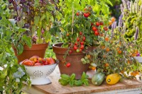 Tomates en pot 'Tumbling Tom', basilic violet et vert et récolte sur la table.