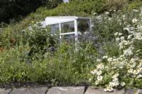 Une ancienne véranda a été réaménagée en maison d'été/serre parmi les plantations prolifiques de style cottage, y compris la marguerite blanche, la bourrache et le myosotis. Derrydown, un jardin NGS. Juillet. Été.