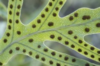 Phlebodium aureum - Spores de fougères polypodes dorées