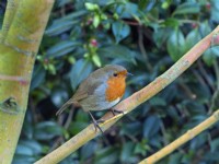 Erithacus rubecula aux abords European Robin perché Janvier Hiver Norfolk