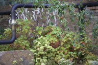 Le jardin M et G. Concepteurs : Hugo Bugg et Charlotte Harris. Tuyauterie en métal sombre récupérée contrastant avec une plantation douce. Hydrangea quercifolia avec Actaea simplex 'Atropurpurea'.