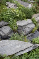Trifolium pratense, géranium, Matricaria chamomilla et Fragaria vesca - Fraise des bois, plantée autour de gros rochers de quartzite de mica gris.